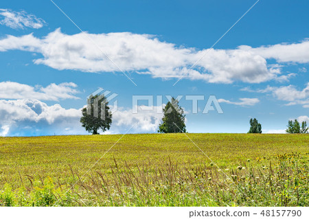 Biei hill landscape / Hokkaido sightseeing image 48157790