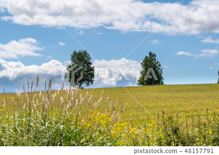 Biei hill landscape / Hokkaido sightseeing image 48157791