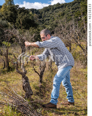 Wine grower works at pruning in an old vineyard 48158133