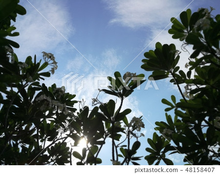 Dramatic skies and clouds with plumeria tree 48158407