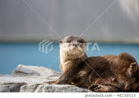 Kotsumekawauso Kotsumekawauso 48158513