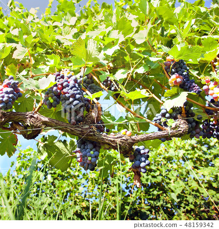 Blue grapes on vine in organic vineyards. Piedmont Blue grapes on vine in organic vineyards. Piedmont 48159342