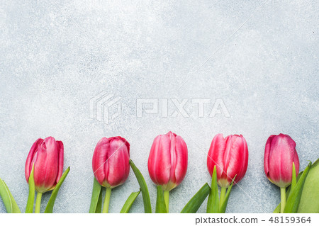 Bouquet of pink crimson tulips on a light blue Bouquet of pink crimson tulips on a light blue 48159364