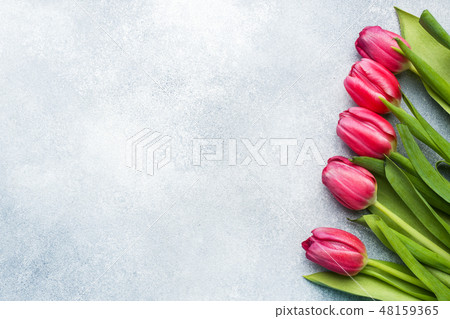 Bouquet of pink crimson tulips on a light blue Bouquet of pink crimson tulips on a light blue 48159365