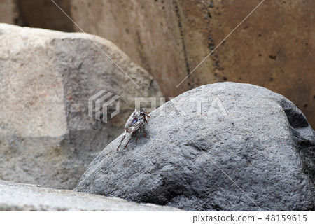 Scene of a sea crab on a stone 48159615