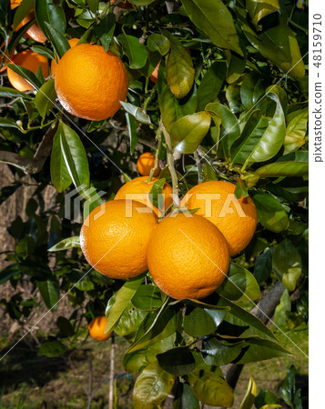 Close-up of oranges on the tree. Close-up of oranges on the tree. 48159710