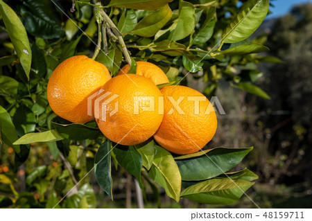 Close-up of oranges on the tree. Close-up of oranges on the tree. 48159711