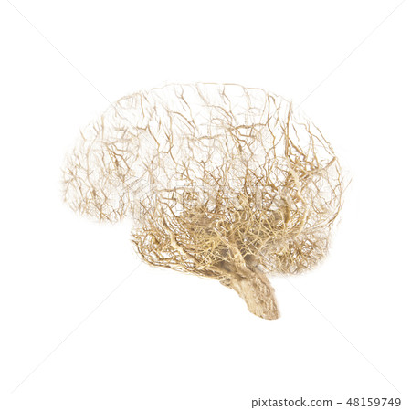 Concept human brain made from roots on white Concept human brain made from roots on white 48159749