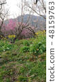 Plum blossoms and rape blossoms 48159763