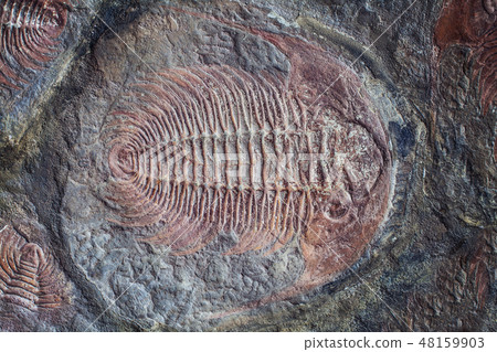 Exploration of trilobite fossil embedded Exploration of trilobite fossil embedded 48159903