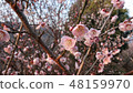 Plum blossom  48159970