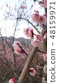Plum blossom  48159971