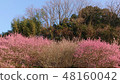 Plum blossom  48160042