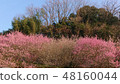 Plum blossom  48160044