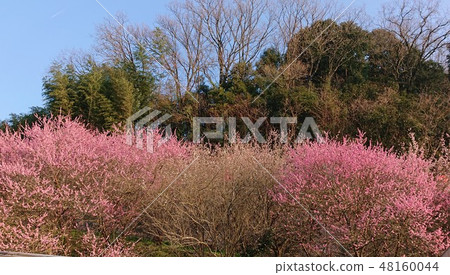 Plum blossom Plum blossom 48160044