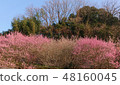 Plum blossom  48160045