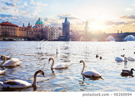 Swans on Vltava river, towers Swans on Vltava river, towers 48160094