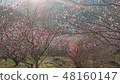 Plum blossoms and sunset 48160147