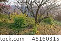 Nanohana and plum tree 48160315