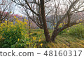 Nanohana and plum tree 48160317