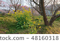Nanohana and plum tree 48160318