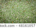 Closeup Green little stone background 48161057