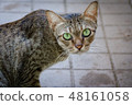 Brown-green cats, green eyes looking 48161058