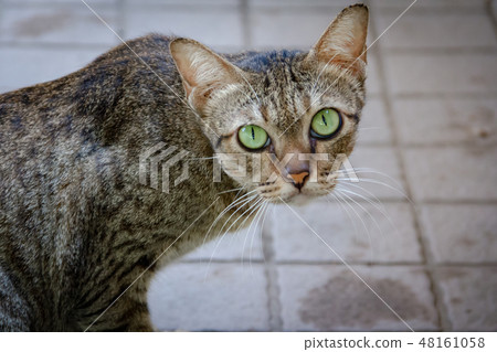 Brown-green cats, green eyes looking Brown-green cats, green eyes looking 48161058