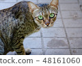 Brown-green cats, green eyes looking 48161060