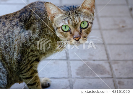 Brown-green cats, green eyes looking Brown-green cats, green eyes looking 48161060