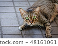 Brown-green cats, green eyes looking 48161061