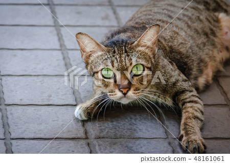 Brown-green cats, green eyes looking Brown-green cats, green eyes looking 48161061