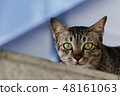 Brown-green cats, green eyes looking 48161063