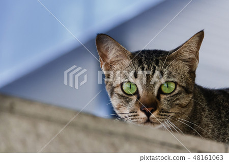 Brown-green cats, green eyes looking Brown-green cats, green eyes looking 48161063