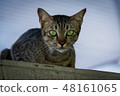 Brown-green cats, green eyes looking 48161065