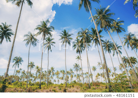 Palm tree in farm with sky. 48161151