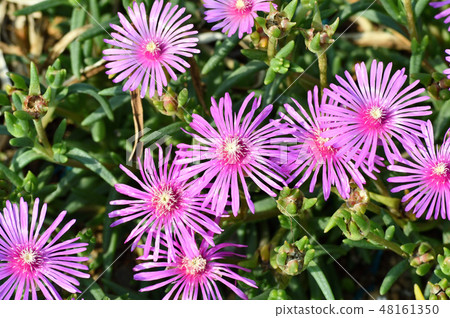 Photograph taken in close-up focusing on purple flowers of madarbagic in the center of image Photograph taken in close-up focusing on purple flowers of madarbagic in the center of image 48161350