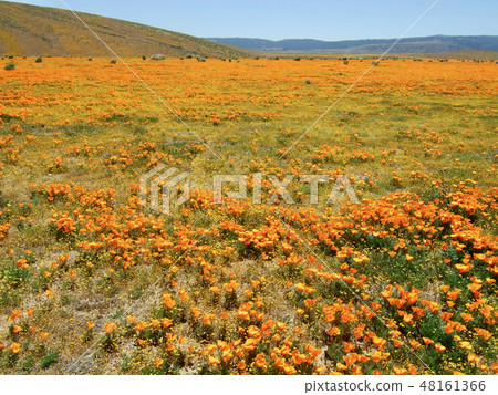 California poppy Lancaster one side of America 48161366