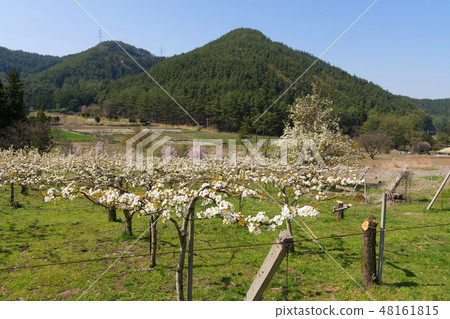 Pear flowers in orchards 48161815