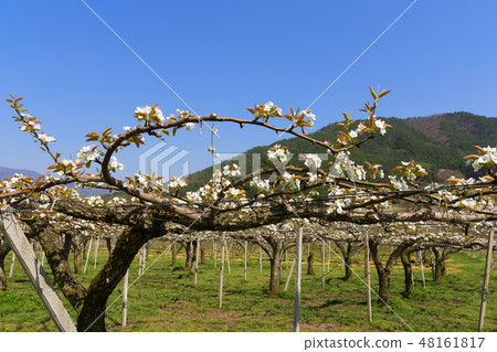 Pear flowers in orchards Pear flowers in orchards 48161817