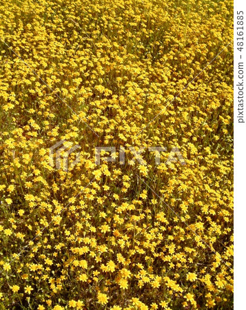 Flower of mustard on the whole face of America Flower of mustard on the whole face of America 48161885