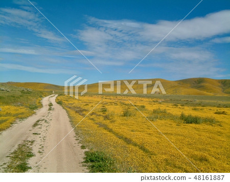 美國白花道路和黃色花土地 美國白花道路和黃色花土地 48161887