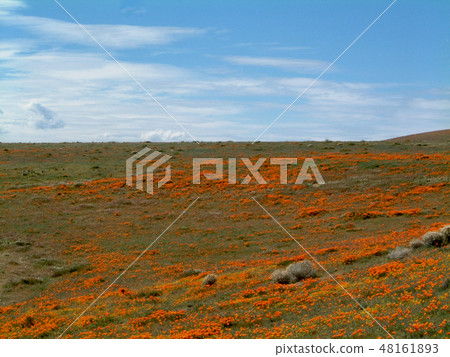 California poppy and the large sky of Lancaster California poppy and the large sky of Lancaster 48161893