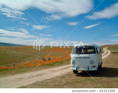 The California Poppy and the White Wagen Bus 48161898