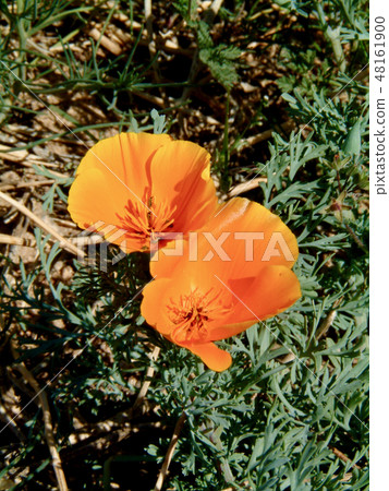 America California poppy Lancaster 48161900