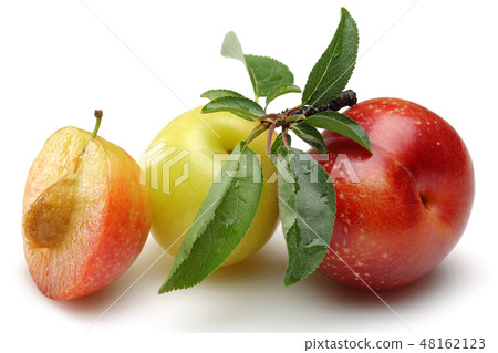 Red and yellow plums with leaf isolated 48162123