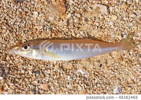 親吻魚 親吻魚 48162468