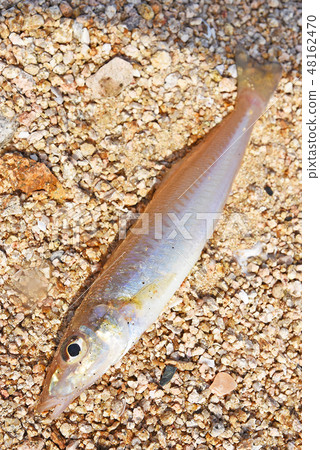 Kissing fish Kissing fish 48162470
