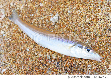 Kissing fish Kissing fish 48162479