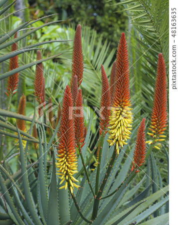 group of red and yellow blooming candelabra aloe flowers- Aloe arborescens in tropical botanical 48163635